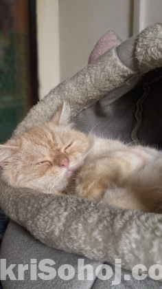 Traditional Persian Adult Male Cat